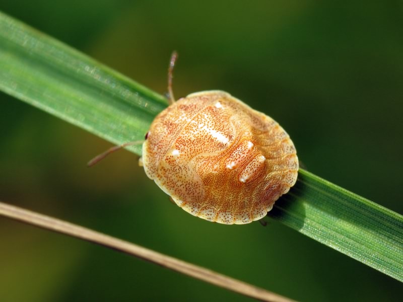 Eurygaster Laporte, 1833